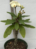 Euhorbia Milii Crown Of Thorns SUNNY SIDE UP Corona de Cristo New Hybrid