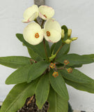 Euhorbia Milii Crown Of Thorns SUNNY SIDE UP Corona de Cristo New Hybrid