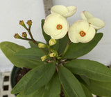 Euhorbia Milii Crown Of Thorns SUNNY SIDE UP Corona de Cristo New Hybrid