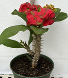 Euphorbia Milii RED MILLIONAIRE Crown of Thorns Coronas de Cristo