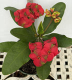 Euphorbia Milii RED MILLIONAIRE Crown of Thorns Coronas de Cristo