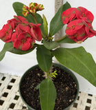 Euphorbia Milii RED MILLIONAIRE Crown of Thorns Coronas de Cristo