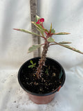 CROWN OF THORNS Euphorbia Milii Corona de Cristo Variegated 'Red Fertile' Cactus Succulents