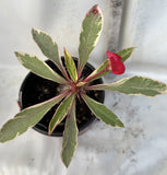 CROWN OF THORNS Euphorbia Milii Corona de Cristo Variegated 'Red Fertile' Cactus Succulents