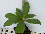 Euphorbia Milii ENDLESS LOVE Crown of Thorns Corona de Cristo Thai Hybrid