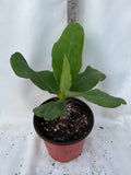 Euphorbia Milii GOLDEN QUEEN (Tong Tawee Kuhn) Crown of Thorns Corona de Cristo Succulents Tropicals