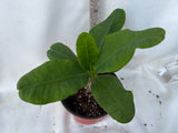 Euphorbia Milii GOLDEN QUEEN (Tong Tawee Kuhn) Crown of Thorns Corona de Cristo Succulents Tropicals