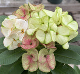 Euphorbia Milii THE GREAT DIVIDE (Phet Udom) Crown of Thorns Corona de Cristo Thai Hybrid