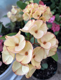 Euphorbia Milii 'Butter Berry" Crown of Thorns Corona De Cristo Succulent