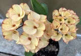 Euphorbia Milii 'Butter Berry" Crown of Thorns Corona De Cristo Succulent