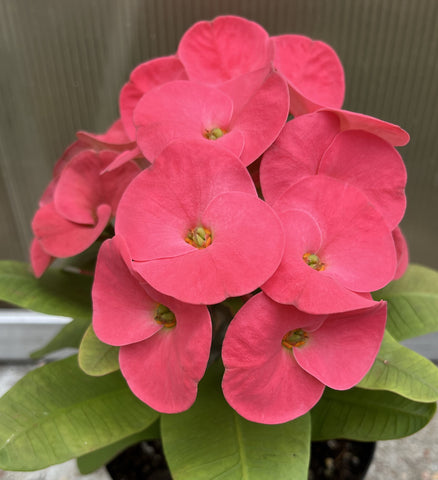Euphorbia Milii WONDERFUL Crown Of Thorns Corona de Cristo