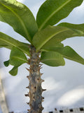 Euphorbia Milii TWILIGHT WONDER Crown Of Thorns Thai Hybrid Corona de Cristo
