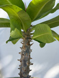 Euphorbia Milii TWILIGHT WONDER Crown Of Thorns Thai Hybrid Corona de Cristo