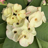 Euphorbia Milii TWILIGHT WONDER Crown Of Thorns Thai Hybrid Corona de Cristo