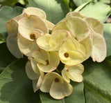 Euphorbia Milii TWILIGHT WONDER Crown Of Thorns Thai Hybrid Corona de Cristo