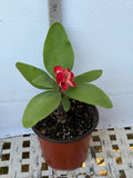 Euphorbia Milii CHOMPO SETHEE Super Giant Crown of Thorns Corona de Cristo