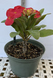 Euphorbia Milii TOP MILLIONAIRE (Yod Sethee) Crown of Thorns Corona de Cristo