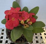 Euphorbia Milii TOP MILLIONAIRE (Yod Sethee) Crown of Thorns Corona de Cristo