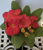Euphorbia Milii TOP MILLIONAIRE (Yod Sethee) Crown of Thorns Corona de Cristo
