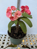 Euhorbia Milii Crown Of Thorns Corona de Cristo 'Name it Yourself' Pink Variety