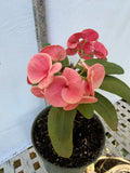 Euhorbia Milii Crown Of Thorns Corona de Cristo 'Name it Yourself' Pink Variety