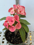 Euhorbia Milii Crown Of Thorns Corona de Cristo 'Name it Yourself' Pink Variety