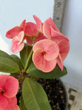 Euhorbia Milii Crown Of Thorns Corona de Cristo 'Name it Yourself' Pink Variety