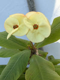 Euhorbia Milii Crown Of Thorns Corona de Cristo 'Name it Yourself' New Variety