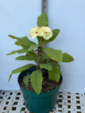 Euhorbia Milii Crown Of Thorns Corona de Cristo 'Name it Yourself' New Variety