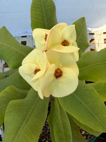 Euhorbia Milii Crown Of Thorns Corona de Cristo 'Name it Yourself' New Variety