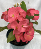 Euphorbia Milii TOASTED HONEY (Chai Nat) Crown of Thorns Coronas de Cristo Cactus/Succulents Tropicals