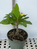 Euphorbia Milii DESIREE Crown of Thorns  Corona de Cristo Cactus/Succulent