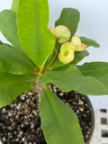 Euphorbia Milii DESIREE Crown of Thorns  Corona de Cristo Cactus/Succulent