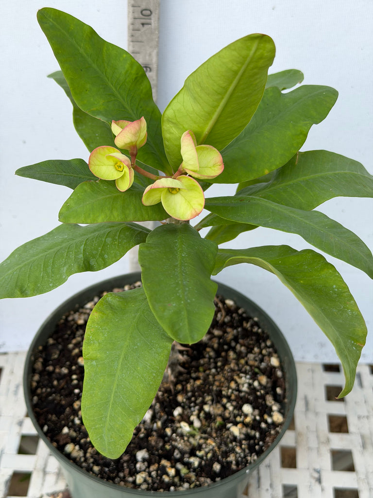 is crown of thorns plant a succulent Euphorbia Milii DESIREE Crown of Thorns Corona de Cristo Cactus/Succul – Euphorbia Milii Garden (Crown Of Thorns)