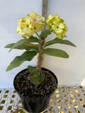 Euphorbia Milii THE GREAT DIVIDE (Phet Udom) Crown of Thorns Corona de Cristo Thai Hybrid