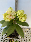 Euphorbia Milii THE GREAT DIVIDE (Phet Udom) Crown of Thorns Corona de Cristo Thai Hybrid