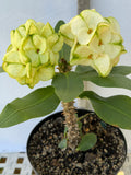 Euphorbia Milii THE GREAT DIVIDE (Phet Udom) Crown of Thorns Corona de Cristo Thai Hybrid