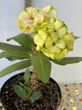 Euphorbia Milii THE GREAT DIVIDE (Phet Udom) Crown of Thorns Corona de Cristo Thai Hybrid