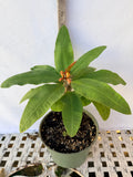 Euphorbia Milii TWILIGHT WONDER Crown Of Thorns Thai Hybrid Corona de Cristo
