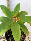 Euphorbia Milii TWILIGHT WONDER Crown Of Thorns Thai Hybrid Corona de Cristo