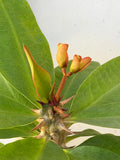 Euphorbia Milii TWILIGHT WONDER Crown Of Thorns Thai Hybrid Corona de Cristo