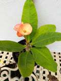 Euphorbia Milii DIVINA (Patum Rad) Crown of Thorns Corona de Cristo