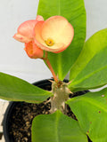 Euphorbia Milii DIVINA (Patum Rad) Crown of Thorns Corona de Cristo