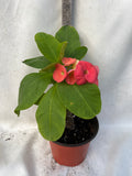 Euphorbia Milii PRINCE OF ORANGE Crown of Thorns Corona de Cristo Succulents Tropicals