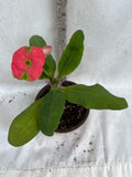 Euphorbia Milii RED MILLIONAIRE Crown of Thorns Corona d’Cristo Poysean Succulent Tropical