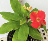 Euphorbia Milii FLAME of the FOREST Corona de Cristo Tropicals Succulents