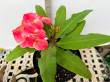 Euphorbia Milii DANCING QUEEN (POP CHOK) Crown of Thorns Corona De Cristo Succulent/Cactus