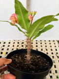 Euphorbia Milii DANCING QUEEN (POP CHOK) Crown of Thorns Corona De Cristo Succulent/Cactus