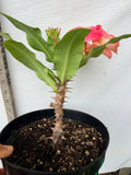 Euphorbia Milii DANCING QUEEN (POP CHOK) Crown of Thorns Corona De Cristo Succulent/Cactus