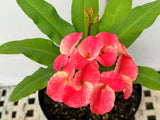 Euphorbia Milii DANCING QUEEN (POP CHOK) Crown of Thorns Corona De Cristo Succulent/Cactus